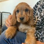 Otis Russell - @otis_the_cocker_spaniel_ - Instagram