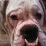 Otis Saunders - @otis_is_beast - Instagram