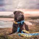 Otis | Chinese Sharpei - @otisthesharpei - Instagram