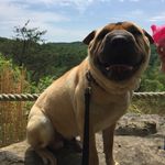 Otis Olveda - @sharpei_otis - Instagram