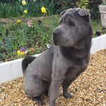 Otis - @otis_the_blue__sharpei - Instagram