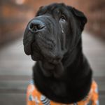 Otis the always tired Shar Pei - @otis.thesharpei - Instagram