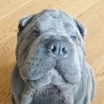 OTIS THE BLUE SHARPEI 👑 - @sharpeiotis - Instagram