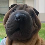 Otis The Friendly Sharpei - @otisthefriendlysharpei - Instagram
