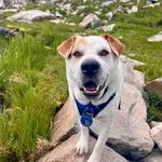 Otis the Sharpeagle - @otis_the_sharpeagle - Instagram
