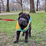 Otis the Sharpei - @otis_the_sharpei - Instagram