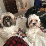 Milo And Otis Simpson - @milo_and_otis_simpson321 - Instagram