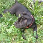 Otis Jay Simpson - @oj_simpson_thedog - Instagram