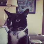 Otis The king Simpson - @otisthekingsimpson - Instagram