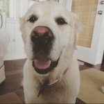 Otis Wilson Simpson - @dogotis - Instagram