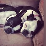 @otis_and_millie_solomon - Instagram