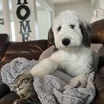 Otis and Stark - @starkandotis - Instagram