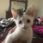 Otis Bear - @otis_starkweather - Instagram
