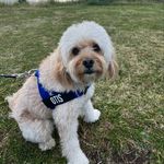 OTIS STEWART - @otisthecavoodle_ - Instagram