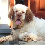 Otis Stewart - @thatdog_otis - Instagram