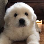 otis stroud - @otis_stroud - Instagram