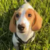 Otie 🐶 - @otistheweenie - TikTok
