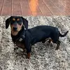 Otis_the_weenie - @otis_the_weenie - TikTok