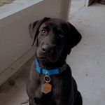 Otis Tate - @otis_tate_theblacklab - Instagram
