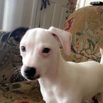 Otis - @otis_thrasher1 - Instagram