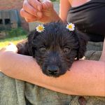 Otis Walker - @puppichuulo - Instagram