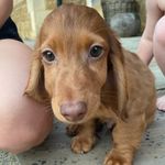Otis Walker 🤎 - @mylittle_otis - Instagram