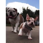 Otis The Bulldog - @otiswalters - Instagram