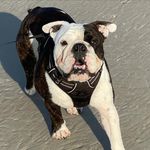 Otis Washington Nakatsuji - @otie_thebulldog - Instagram