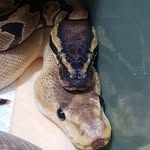 Otto's ball pythons - @ottosballpythons - Instagram