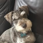 Otto Brown - @ottotheschnauzie - Instagram