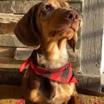 otto - @otto.brownn - Instagram