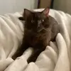 OTTO - @ottobrowncat - TikTok