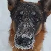 ottobrowne - @ottobrowne_thegsd - TikTok