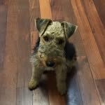 Otto Campbell - @otto_the_terrier_ - Instagram
