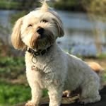 Dexter Otto Cook - @dexterottocook - Instagram