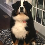 Otto - @cookiezforclydeandotto - Instagram