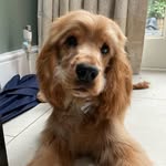 Otto - @ottolenghi_slow_cooker_spaniel - Instagram