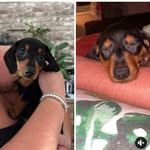 Otto & Ernst Von Sausage - @otto.and.ernst - Instagram