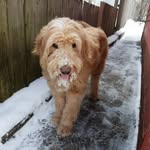 Otto Ferguson - @otto.the.doodlepup - Instagram