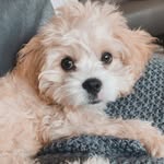 Otto Fernandez Castro - @ottothecavapoo_mty - Instagram
