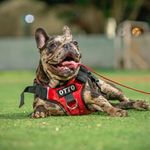 Otto Giron - @ottofrench_ - Instagram