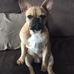Otto - @ottogirona - Instagram