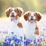 Bernie Kosar And Otto Graham - @bernie_and_otto - Instagram