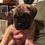 Jermaine Poynter - @otto_graham_bullmastiff - Instagram