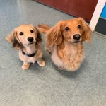 Otto and Graham - @thetwoweenies - Instagram