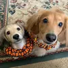 Otto and Graham - @thetwoweenies - TikTok