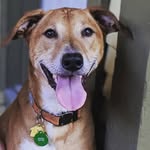 Otto Graham - @real_og_otto - Instagram