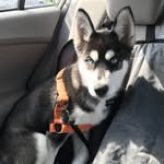 Otto Sapper - @ottograhamsapper - Instagram