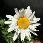 Otto Green - @ottogreenplantas - Instagram