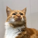 Otto Green - @otto_thegingercat - Instagram